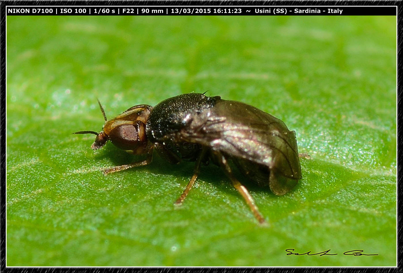 Piccolo dittero da id.: Camarota curvipennis (Cloropidae)